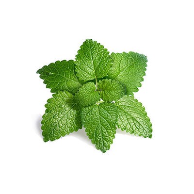 Lemon Balm