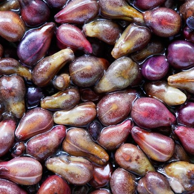 Grape Seed Extract
