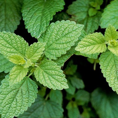 Lemon Balm