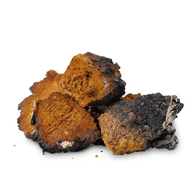 Chaga